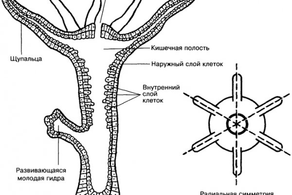 Ссылки на кракена и на мегу